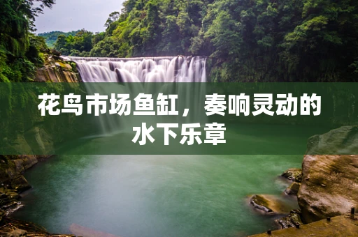 花鸟市场鱼缸，奏响灵动的水下乐章