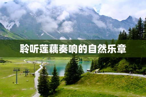 聆听莲藕奏响的自然乐章